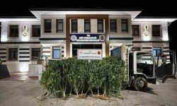Gaziantep Jandarmasından şok baskın! Evin bahçesinde kenevir yetiştirmişler…
