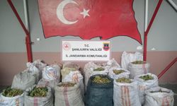 Fıstık hırsızlığına 13 gözaltı