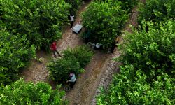 Limonda fiyatı düşürecek hasat başladı