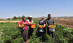 Gaziantep'te domates, patlıcan ve biber hasadı başladı
