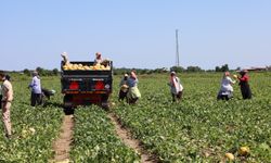 Tarımda planlama eksikliği fiyatları vurdu: Karpuz tarlada 2, markette 8,5 TL