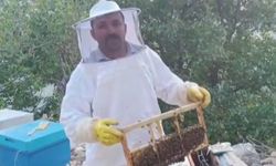 Ayı kovanları parçalayıp balı yedi, üretici 100 bin lira zarara uğradı