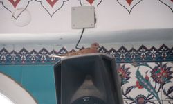 Huzuru camide bulan kuşların yuvalarına cemaatten merhamet koruması