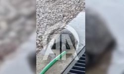 Gaziantep'te örnek davranış! Kaplumbağaya hortumla su verildi