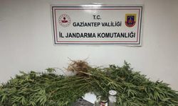 Gaziantep’te yasadışı kenevir ekimine jandarma operasyonu