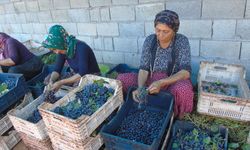 Gaziantep'in tescilli üzümleri kurutularak kışa hazırlanıyor
