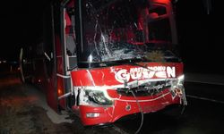 Yola çıkan hayvanlara otobüs çarptı! 3 inek telef oldu