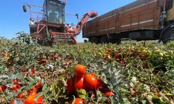 Tarımda plansızlık, üreticiyi zora sokuyor