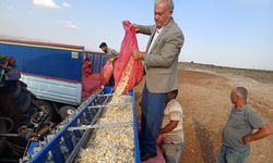 Araban Ovası’nda tecilli Araban sarımsağı ekimine başladı