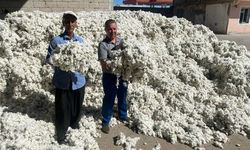 Gaziantep'te 'beyaz altın' hasadı başladı