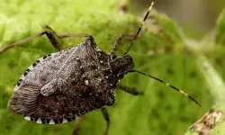 Kahverengi kokarca alarmı! Bakanlık harekete geçti