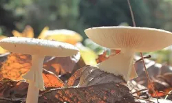 Sonbaharda mantar zehirlenmelerine dikkat! Uzmanından kritik uyarı…