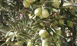 Gaziantep’te zeytin hasadı devam ediyor: Rekolte merak konusu oldu!
