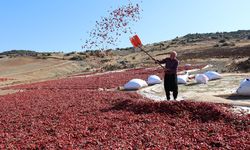 Kilis'te pul biber mesaisi