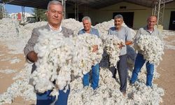 Araban Ovası’nda makinalı pamuk hasadı buruk başladı