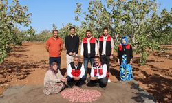 Antep Fıstığını kuraklık ve don vurdu! Rekoltede ağır kayıp…
