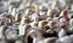 Kuş gribi tehdidi büyüyor: Almanya’da 400 binden fazla hayvan itlaf edildi