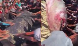 Dev balık karaya vurdu! Gazzeliler balığı görünce sevince boğuldu