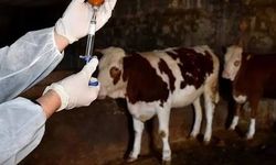 Şap hastalığı ile ilgili Bakanlık'tan açıklama geldi! Kontrol altında…