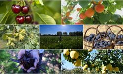 Türkiye tarımda dünya lideri oldu! 22 üründe ilk üçte yer aldı