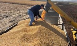 Gaziantep’te silajlık mısır hasadına başlandı! Ülkenin birçok bölgesinden yoğun talep…