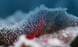 Zirai don nedeniyle ürünleri hasar gören çiftçilere destek