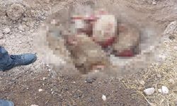 Gaziantep’in komşu ilinde başıboş köpek dehşet saçtı!