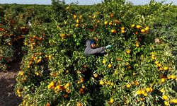 Tarım işçileri grevi gitti, mandalina dalında kaldı! Kilosu 3 liraya kadar geriledi