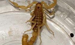 Akrep satışına suçüstü operasyon: Zehrinin litresi 10 milyon dolar!