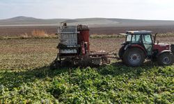 Gün doğmadan başlayan mesai sürüyor! Şeker pancarı hasadı tempo kesmiyor
