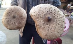 Mantar zehirlenmeleri saatler içinde böbrek yetmezliğine ilerleyebilir! Uzmanından önemli uyarı…