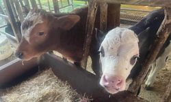 Bakanlık açıkladı! Türkiye'de yıllık 400-500 bin buzağı ölümü oluyor