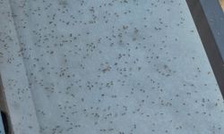 Gaziantep’i istila ettiler!