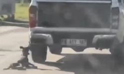 Araçla metrelerce sürüklenen köpek telef oldu! Valilik duyurdu! 2 gözaltı…