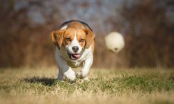 Küçük Irk Köpekler Nasıl Beslenmeli?