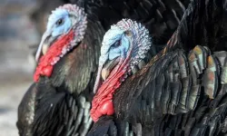 Yılbaşı kutlamak haram mı, yılbaşı ağacı süslemek günah mı, hindi eti yemek caiz mi?