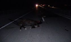 Feci olay: Milyonluk taylar karayolunda telef oldu