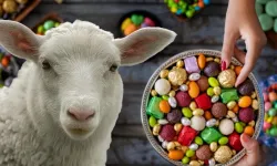 2026 Ramazan ve Kurban Bayramı Ne Zaman? İşte Diyanet Takvimine Göre Bayram Tarihleri ve Tatil Günleri