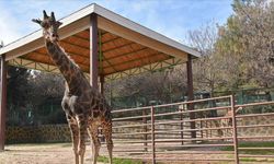 Gaziantep'i üzen ölüm! Doğal Yaşam Parkı'nın simgelerinden zürafa "Şakir" öldü