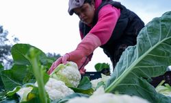 Tarım ve Orman Bakanı Yumaklı açıkladı: Destekleme ödemesi yapılacak