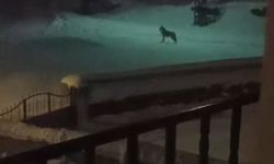 Aç kalan kurtlar köyün kabusu oldu