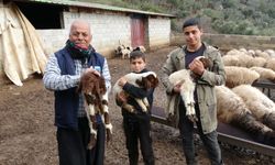 Gaziantep’te 6 Şubat depremlerinde hayvanlarını kaybetmişti! Devlet desteğiyle hayvancılığa başladı