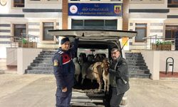 Gaziantep’te sahte para ile hayvan alarak besiciyi dolandırmışlar! Yakayı ele verdiler…