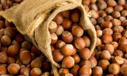 Karadeniz’de Fındık Gündemi: 27 Ocak Ordu Fındık Fiyatları Ne Kadar? Bugün Fındık Kaç TL?