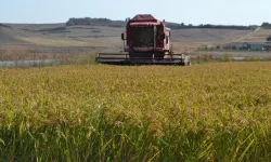 TMO’dan Çeltik Üreticisine Dev Ödeme! Ton başına 40 bin TL’lik fiyat açıklandı