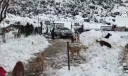 Gaziantep’te hayvanlar unutulmadı