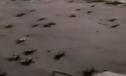 Gökten dron yağdı: 600 dron düştü!