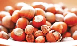 Kocaeli fındık fiyatları bugün kaç TL? 14 Ocak 2026 güncel fiyat listesi