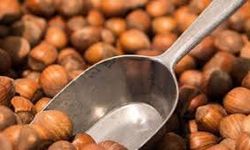 Fındık fiyatları 18 Ocak 2026 itibarıyla ne kadar oldu? Bugün Giresun, Samsun, Ordu, Trabzo fındık fiyatı kaç tl oldu?