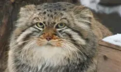 Pallas Kedisi Kimdir, Neden Öldü, Kaç Yaşındaydı? Viral Olan Pallas Kedisi Hakkında Merak Edilenler